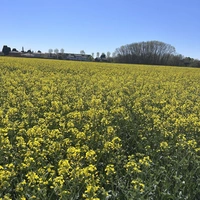 Amarakeita