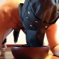 Dog333